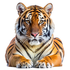 Fototapeta premium A beautiful Portrait of Asia Bengal tiger that looking at camera, Transparent Background. PNG