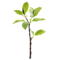 Fresh Green Plant Sprout - Nature's Beauty . Transparent background PNG