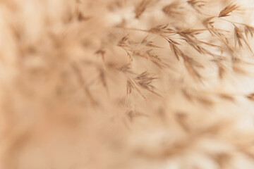Smoke soft focus dry wild grass. Nature beige, brown neutral natural background.