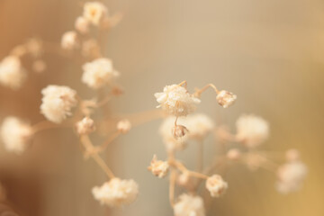 Smoke soft focus Gypsophila flower. Nature blur beige, brown neutral background.