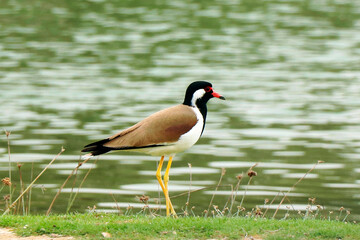 red-wattled lapwing is an Asian lapwing or large plover, a wader in the family Charadriidae