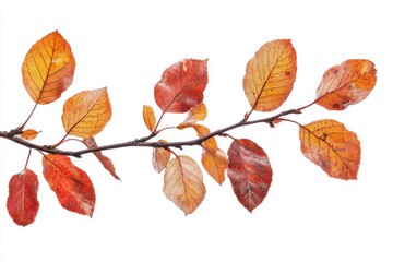 Autumn fall leaves on a branch beautifully isolated on a white or neutral background for a clean and elegant look
