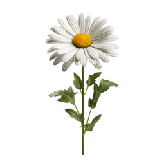 Fototapeta premium Beautiful White Daisy Plant PNG Cutout on Transparent Backdrop – Perfect for Designs, Art, and Decoration