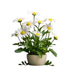 Beautiful White Daisy Plant PNG Cutout on Transparent Backdrop – Perfect for Designs, Art, and Decoration