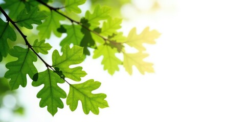 Leafy branches with oak leaves isolated on white background, nature, forest