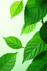 Leafy greens with veins isolated on white background, foliage, green leaf foliage