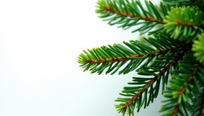 Leaves of the fir tree against a white backdrop, tree, evergreen, flowers