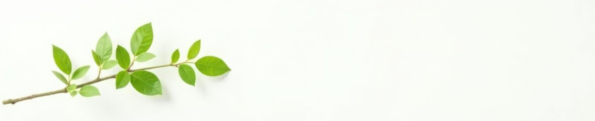 Fototapeta premium Single branch with foliage against a plain white background, green, white