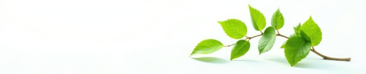 Naklejka premium Single branch with large leaves on a white background, natural elements, plant part, green