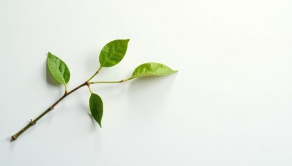 Fototapeta premium Single branch with subtle reflections on white background, serene atmosphere, texture