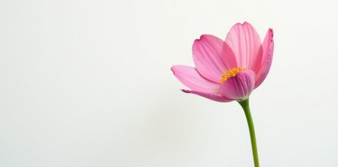 Single flower against a clean and simple white background, isolation