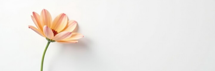 Fototapeta premium single flower in a minimalist composition on a white background, flower, simple