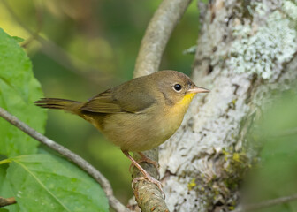 A close up of a female Common Yellowthroat