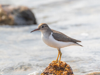 A Spotted Sandpiper perched up on the tip of a rock on the shore
