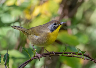 A close up of a male Common Yellowthroat
