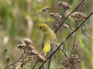An immature Yellow Warbler perched amongst dry, weedy vegetation