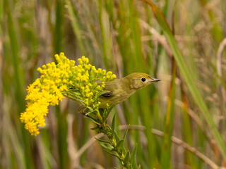 An immature Yellow Warbler perched on goldenrod flowers