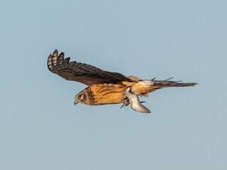 An immature Northern Harrier in flight with a recently captured Semipalmated Sandpiper in its talons