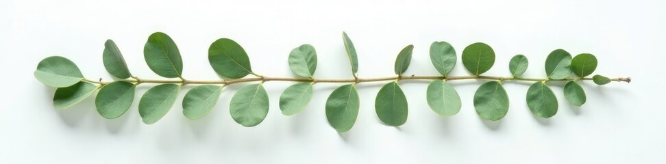 Obraz premium Sprigs of eucalyptus isolated on a plain white surface, natural, fresh