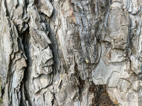 Close-up of the bark of an old pine tree - Powered by Adobe
