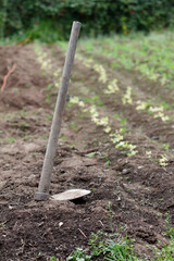 Close up of an hoe in a cultivated ground, Tenjo, Cundinamarca, Colombia.