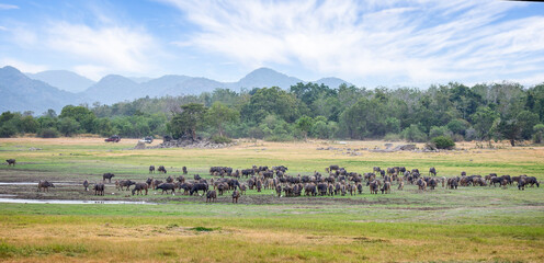 Obraz premium Large herd of wild Water Buffalo at the waters edge in Minneriya National. Park, Sri Lanka,