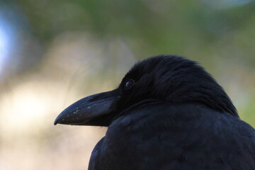 japanese crow