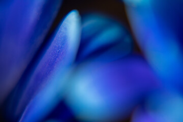 Macro Flower Blossom Background blue purple