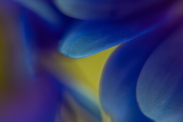 Macro Flower Blossom Background blue purple
