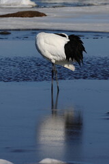 red crowned crane