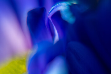 Macro Flower Blossom Background blue purple