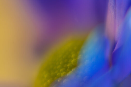 Macro Flower Blossom Background blue purple