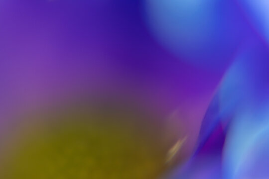 Macro Flower Blossom Background blue purple