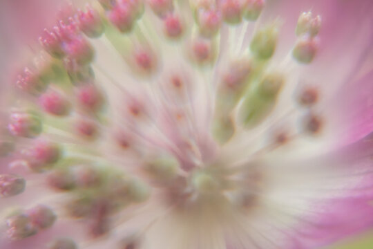 Macro Flower Blossom Background light rose