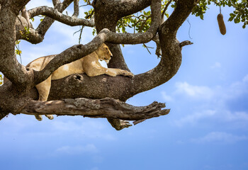 Lioness in Sausage Tree