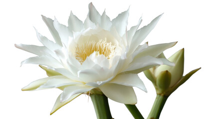 Blooming white cactus flower with transparent background