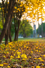 Obraz premium Beautiful blooming Yellow Golden Tabebuia Chrysotricha flowers of the Yellow Trumpet that are blooming with the park in spring day in the garden background in Thailand.