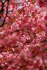Beautiful cherry blossoms in full bloom