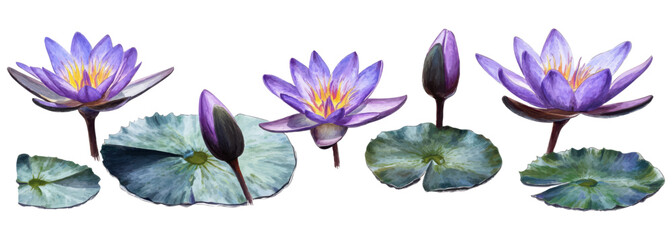 Detailed Digital Illustration of Purple Water Lilies with Green Lily Pads