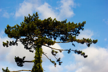 Tall pine tree against a blue sky