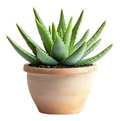 A Potted Aloe Vera Plant with Succulent Leaves Isolated on Transparent Background