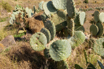 Die Opuntie, Opuntia ist eine Pflanzengattung aus der Familie der Kakteengewächse, Cactaceae....