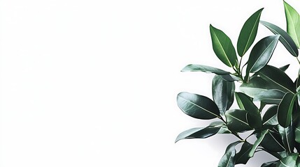 Obraz premium Lush green foliage against a bright white backdrop. Minimalist botanical image