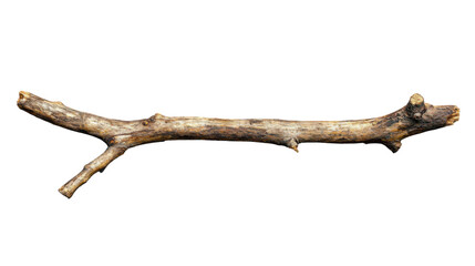 Dry branch with transparent background, perfect for compositions