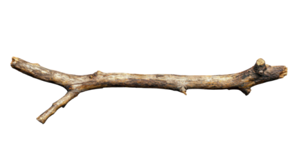 Dry branch with transparent background, perfect for compositions