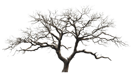 Leafless tree with twisted branches standing tall on transparent background