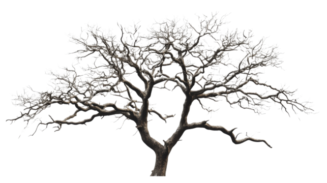 Leafless tree with twisted branches standing tall on transparent background