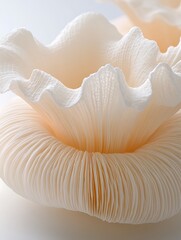Delicate and intricate oyster mushroom frills illuminated in soft light