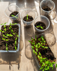 Photo of plants growing from seeds in pallet, top view.Sowing seeds for seedlings. Planting seeds. Agriculture and home gardening concept.