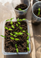 Photo of plants growing from seeds in pallet, top view.Sowing seeds for seedlings. Planting seeds. Agriculture and home gardening concept.